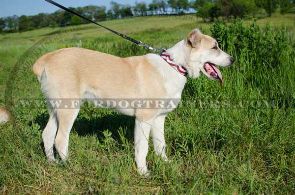 Designer Leather Central Asian Shepherd Collar